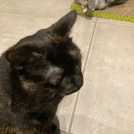 Mini-villa 1 Porto Vecchio