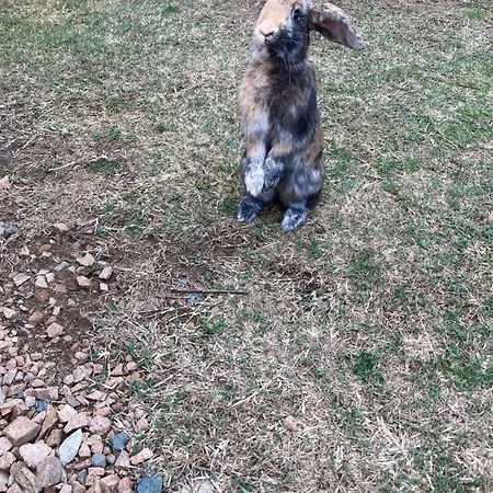 Mini-villa 1 Сasa de vacaciones *