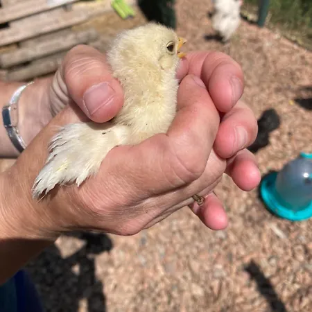 Hébergement de vacances Mini-villa 1 Porto-Vecchio (Corsica)