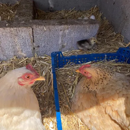 Vakantiehuis Mini-villa 1 Porto-Vecchio (Corsica)