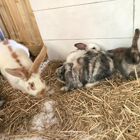 Mini-villa 1 * Porto-Vecchio (Corsica)