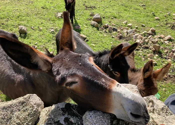 Mini-villa 1 Hébergement de vacances Porto-Vecchio (Corsica)