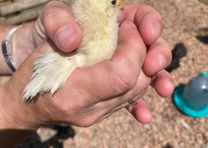 Hébergement de vacances Mini-villa 1 Porto-Vecchio (Corsica)