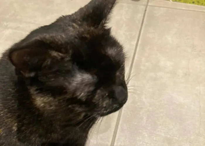 Mini-villa 1 Porto-Vecchio (Corsica)