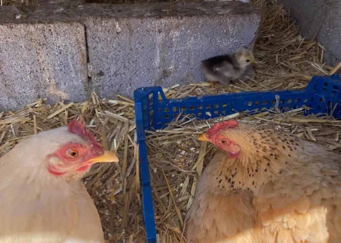 Casa de Férias Mini-villa 1 Porto-Vecchio (Corsica)