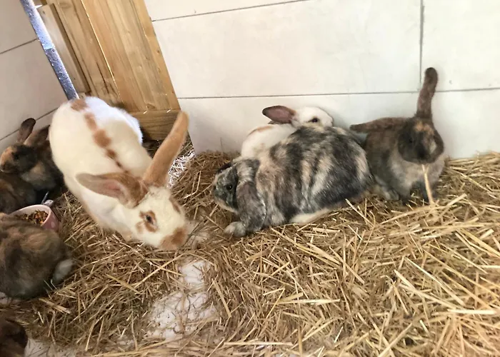 Mini-villa 1 * Porto-Vecchio (Corsica)